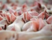 Поголовье свиней в Украине стремительно уменьшается