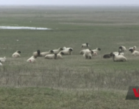 Окружили: в Румынии работе базы НАТО мешают овцы