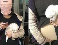 Китаянка нашла забавный способ пронести собаку на борт самолета