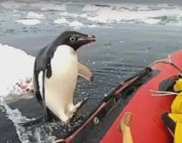 Пингвин, запрыгнувший в лодку к ученым, рассмешил Сеть