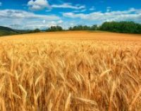 Аграрии могут потерять до половины урожая зерновых из-за засухи
