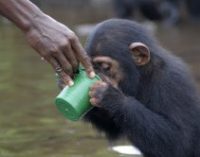 В Швейцарии проведут референдум, чтобы наделить человекоподобных обезьян правами человека