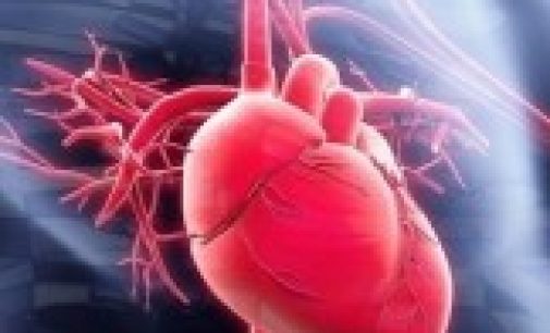 Неожиданные факты о сердце и кровеносной системе