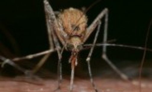 Могут ли комары передовать коронавирус?