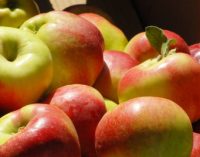 Яблука із Буковини експортують до Європи, Саудівської Аравії, ОАЕ, Туреччини