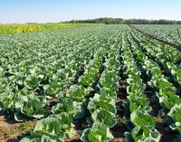 В Україні ціни на капусту впали в середньому на 22% — EastFruit